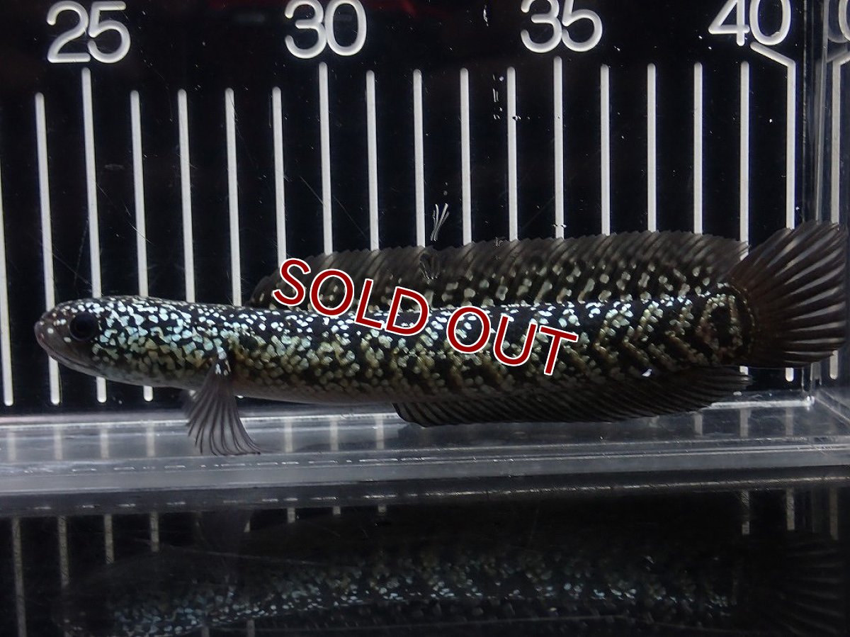 画像4: 【淡水魚】【通販】No6 上物個体 スターダストダイヤモンドコウイタ【個体販売】(±16cm)(大型魚・スネークヘッド)(生体)(熱帯魚)NKO (4)