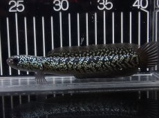 画像4: 【淡水魚】【通販】No6 上物個体 スターダストダイヤモンドコウイタ【個体販売】(±16cm)(大型魚・スネークヘッド)(生体)(熱帯魚)NKO (4)