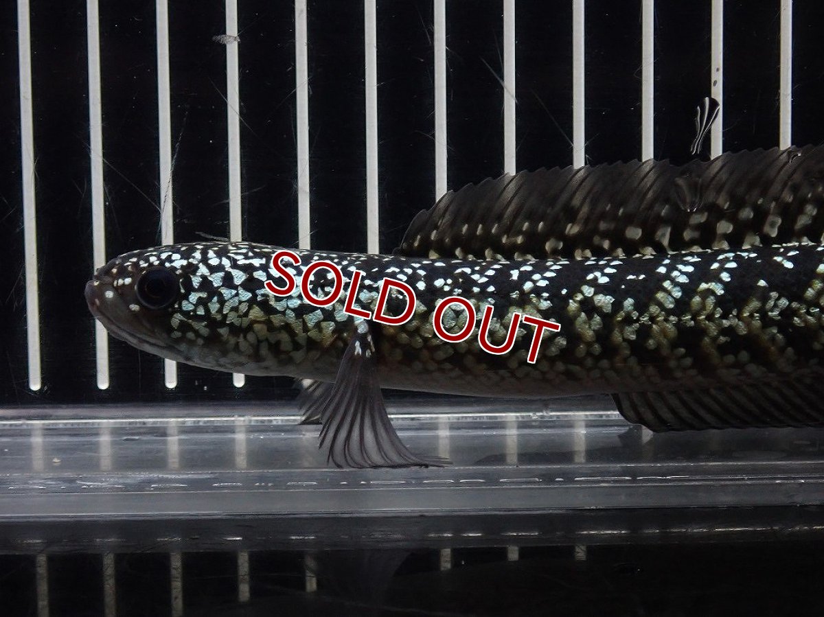 画像5: 【淡水魚】【通販】No6 上物個体 スターダストダイヤモンドコウイタ【個体販売】(±16cm)(大型魚・スネークヘッド)(生体)(熱帯魚)NKO (5)