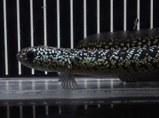 画像5: 【淡水魚】【通販】No6 上物個体 スターダストダイヤモンドコウイタ【個体販売】(±16cm)(大型魚・スネークヘッド)(生体)(熱帯魚)NKO (5)