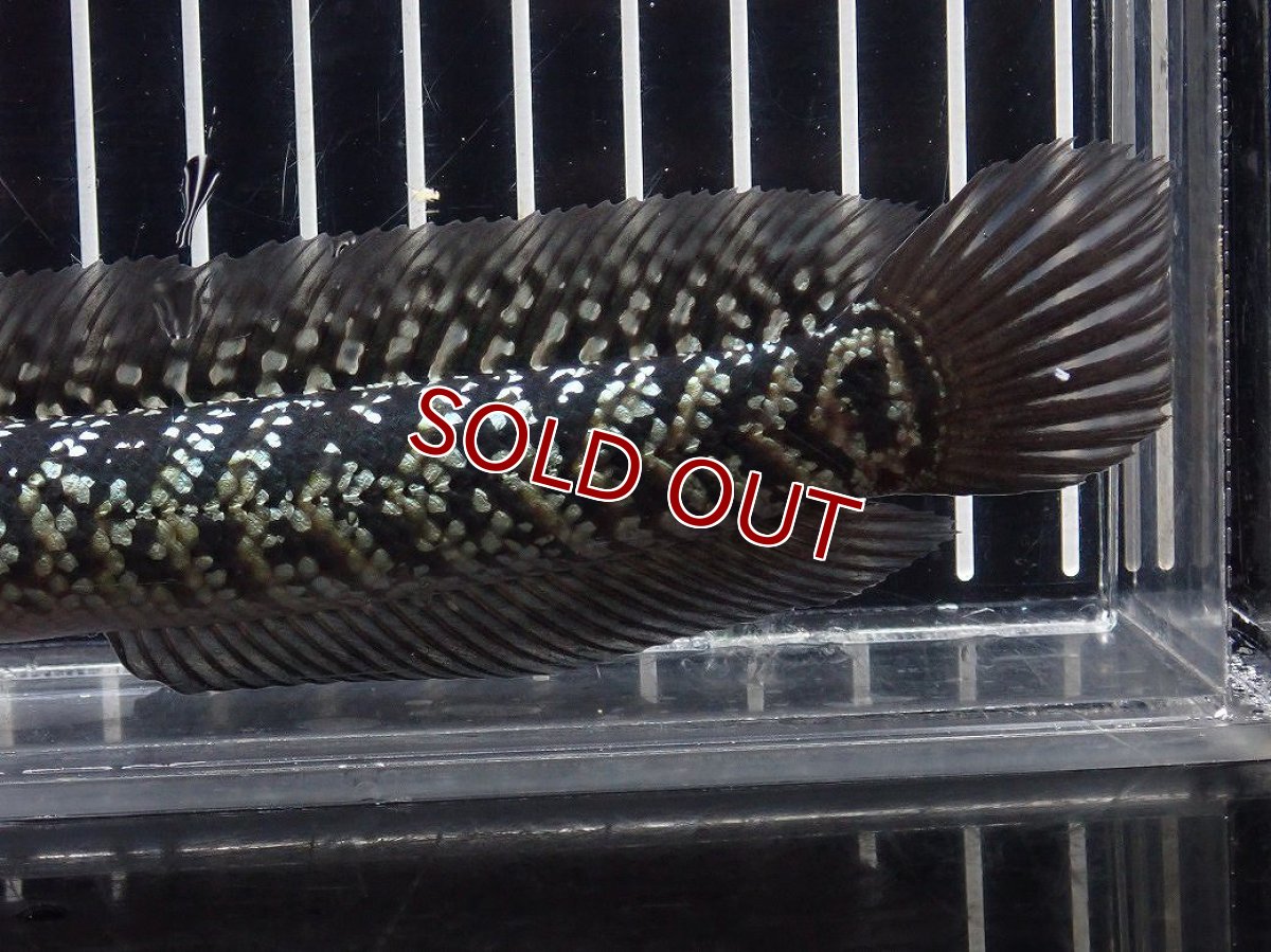 画像6: 【淡水魚】【通販】No6 上物個体 スターダストダイヤモンドコウイタ【個体販売】(±16cm)(大型魚・スネークヘッド)(生体)(熱帯魚)NKO (6)