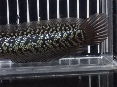 画像6: 【淡水魚】【通販】No6 上物個体 スターダストダイヤモンドコウイタ【個体販売】(±16cm)(大型魚・スネークヘッド)(生体)(熱帯魚)NKO (6)