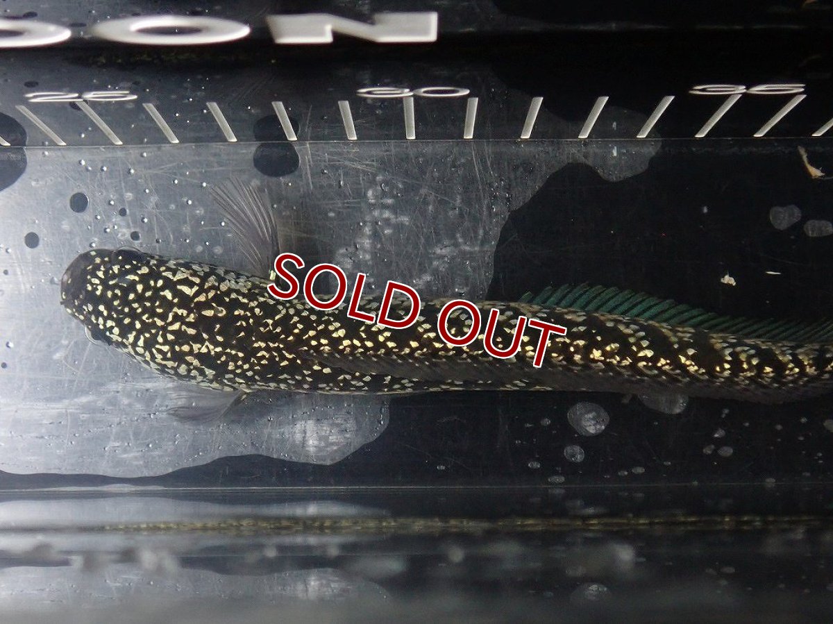 画像7: 【淡水魚】【通販】No6 上物個体 スターダストダイヤモンドコウイタ【個体販売】(±16cm)(大型魚・スネークヘッド)(生体)(熱帯魚)NKO (7)
