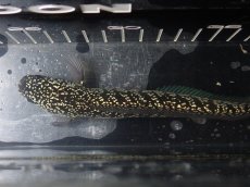 画像7: 【淡水魚】【通販】No6 上物個体 スターダストダイヤモンドコウイタ【個体販売】(±16cm)(大型魚・スネークヘッド)(生体)(熱帯魚)NKO (7)