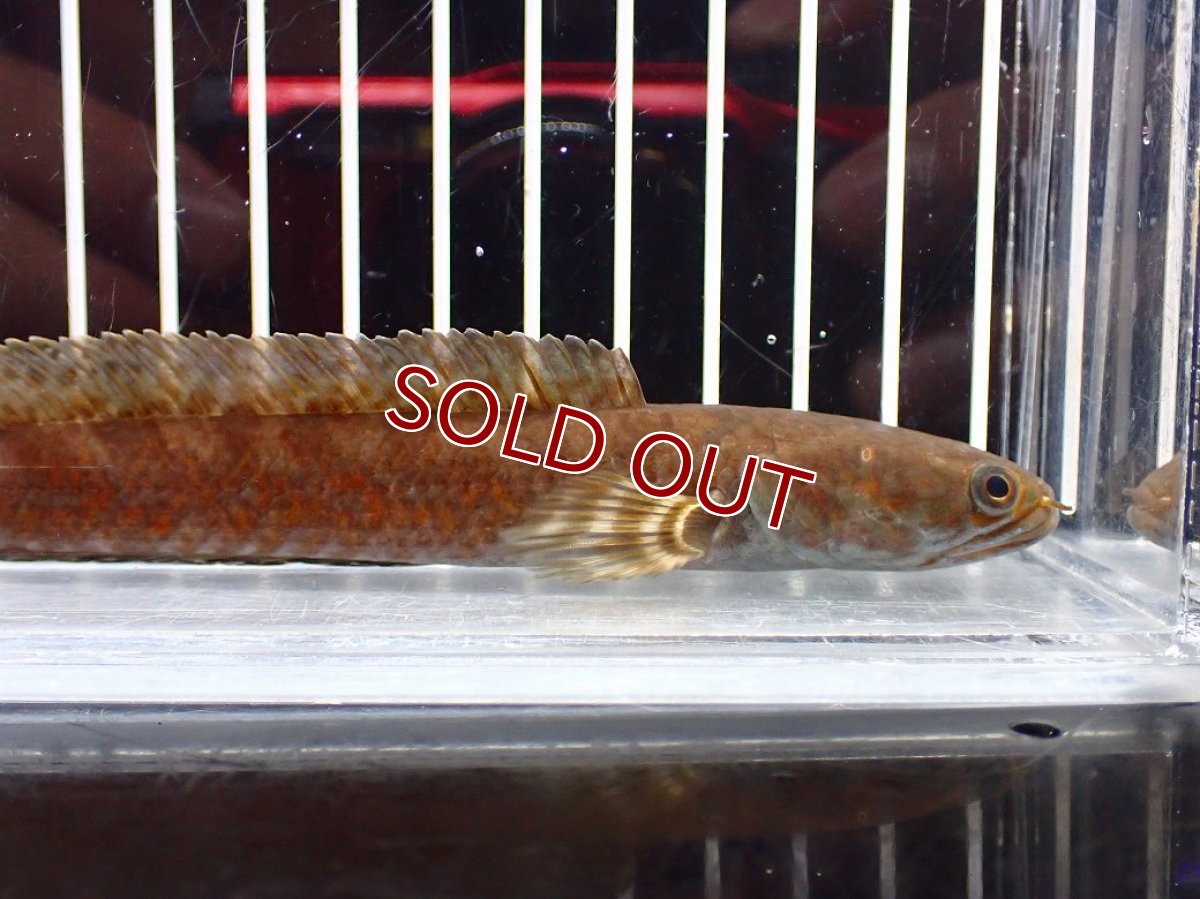 画像2: 【淡水魚】【通販】チャンナ コッキネア【個体販売】(±14cm)(大型魚・スネークヘッド)(生体)(熱帯魚)NKO (2)