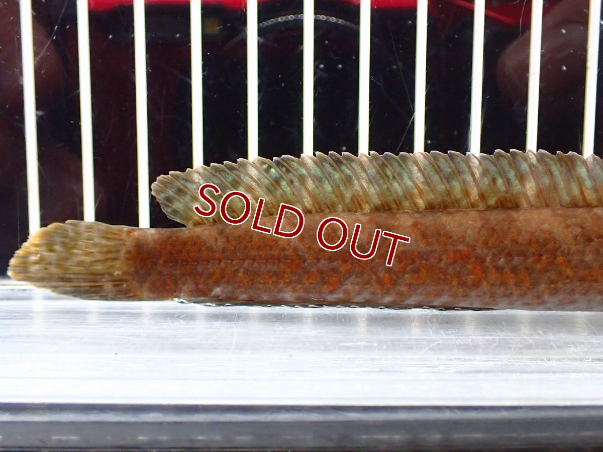 画像3: 【淡水魚】【通販】チャンナ コッキネア【個体販売】(±14cm)(大型魚・スネークヘッド)(生体)(熱帯魚)NKO (3)