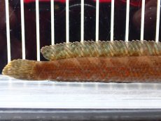 画像3: 【淡水魚】【通販】チャンナ コッキネア【個体販売】(±14cm)(大型魚・スネークヘッド)(生体)(熱帯魚)NKO (3)
