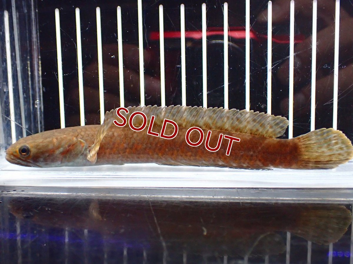 画像4: 【淡水魚】【通販】チャンナ コッキネア【個体販売】(±14cm)(大型魚・スネークヘッド)(生体)(熱帯魚)NKO (4)