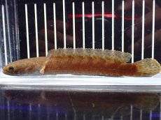 画像4: 【淡水魚】【通販】チャンナ コッキネア【個体販売】(±14cm)(大型魚・スネークヘッド)(生体)(熱帯魚)NKO (4)