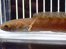 画像5: 【淡水魚】【通販】チャンナ コッキネア【個体販売】(±14cm)(大型魚・スネークヘッド)(生体)(熱帯魚)NKO (5)