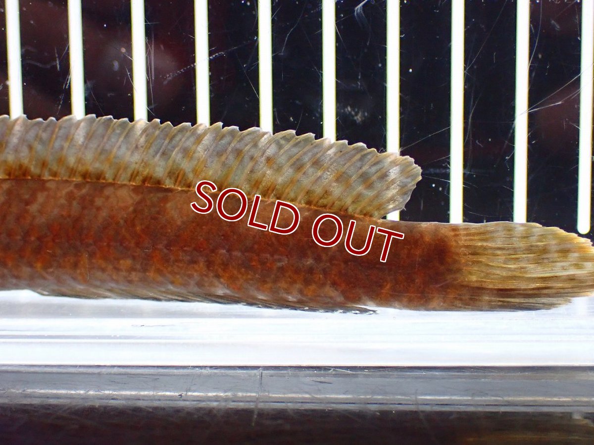 画像6: 【淡水魚】【通販】チャンナ コッキネア【個体販売】(±14cm)(大型魚・スネークヘッド)(生体)(熱帯魚)NKO (6)