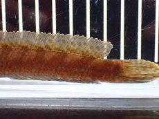 画像6: 【淡水魚】【通販】チャンナ コッキネア【個体販売】(±14cm)(大型魚・スネークヘッド)(生体)(熱帯魚)NKO (6)