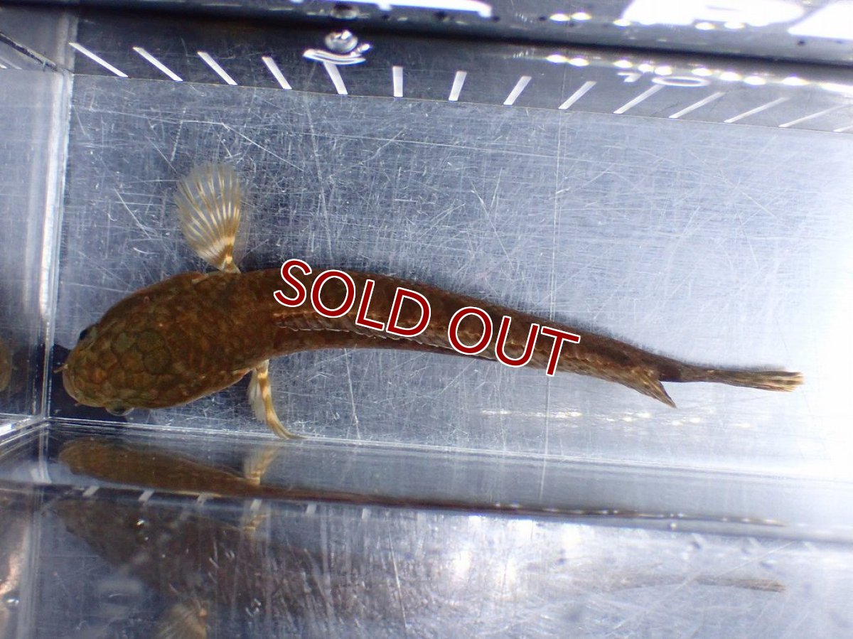 画像7: 【淡水魚】【通販】チャンナ コッキネア【個体販売】(±14cm)(大型魚・スネークヘッド)(生体)(熱帯魚)NKO (7)