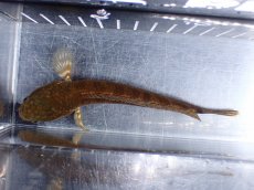 画像7: 【淡水魚】【通販】チャンナ コッキネア【個体販売】(±14cm)(大型魚・スネークヘッド)(生体)(熱帯魚)NKO (7)