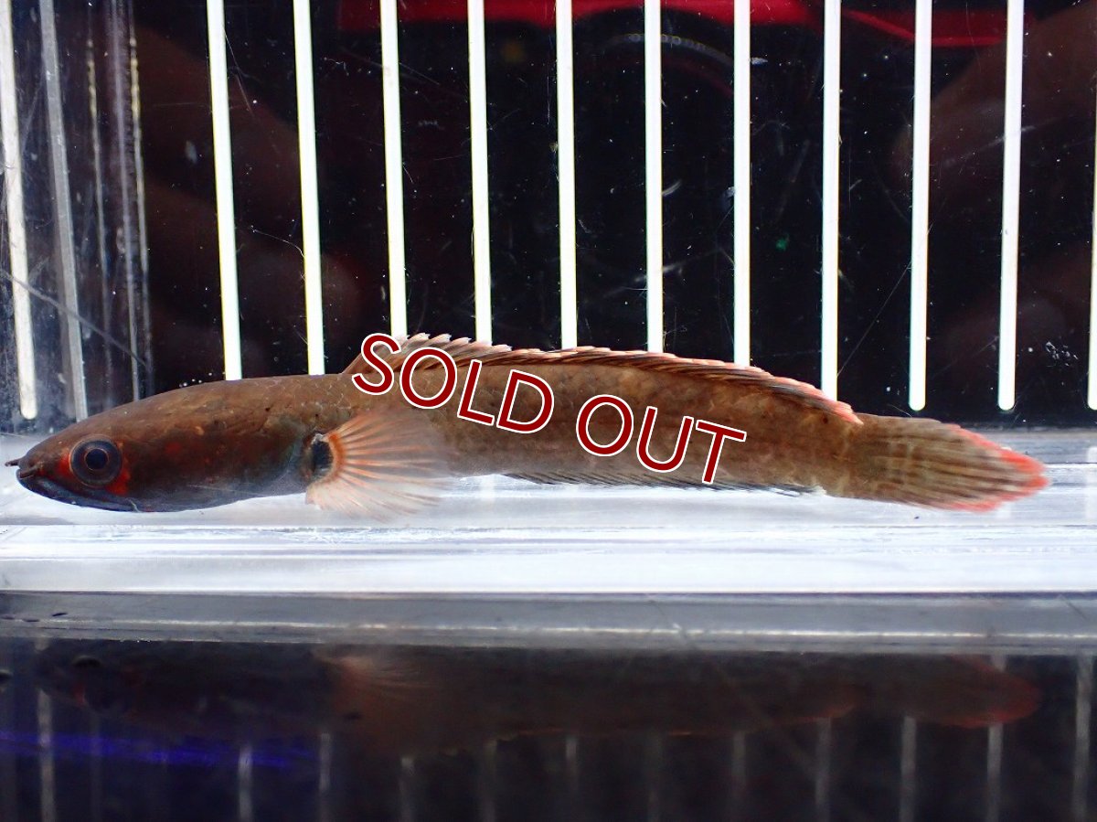 画像1: 【淡水魚】【通販】No1 アイズファイヤースネークヘッド【個体販売】(±9cm)(大型魚・スネークヘッド)(生体)(熱帯魚)NKO (1)