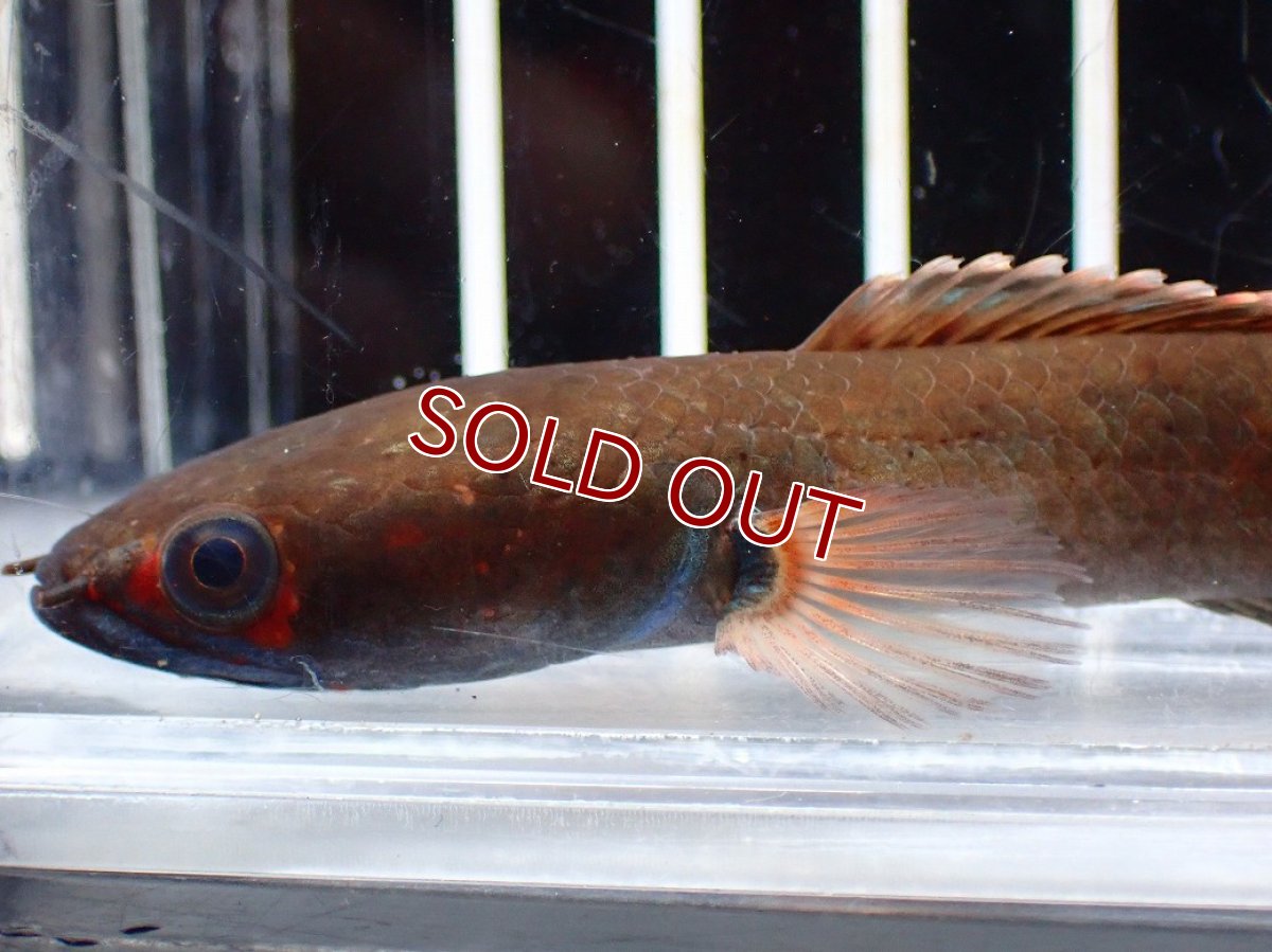 画像2: 【淡水魚】【通販】No1 アイズファイヤースネークヘッド【個体販売】(±9cm)(大型魚・スネークヘッド)(生体)(熱帯魚)NKO (2)