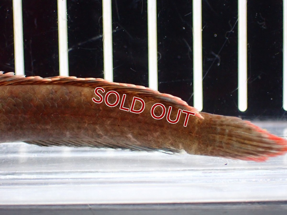 画像3: 【淡水魚】【通販】No1 アイズファイヤースネークヘッド【個体販売】(±9cm)(大型魚・スネークヘッド)(生体)(熱帯魚)NKO (3)