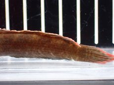 画像3: 【淡水魚】【通販】No1 アイズファイヤースネークヘッド【個体販売】(±9cm)(大型魚・スネークヘッド)(生体)(熱帯魚)NKO (3)