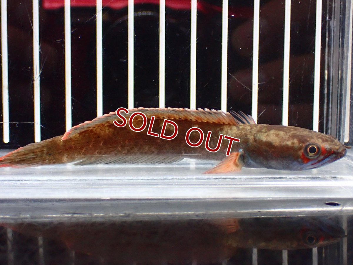 画像4: 【淡水魚】【通販】No1 アイズファイヤースネークヘッド【個体販売】(±9cm)(大型魚・スネークヘッド)(生体)(熱帯魚)NKO (4)