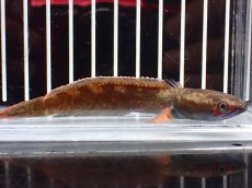 画像4: 【淡水魚】【通販】No1 アイズファイヤースネークヘッド【個体販売】(±9cm)(大型魚・スネークヘッド)(生体)(熱帯魚)NKO (4)