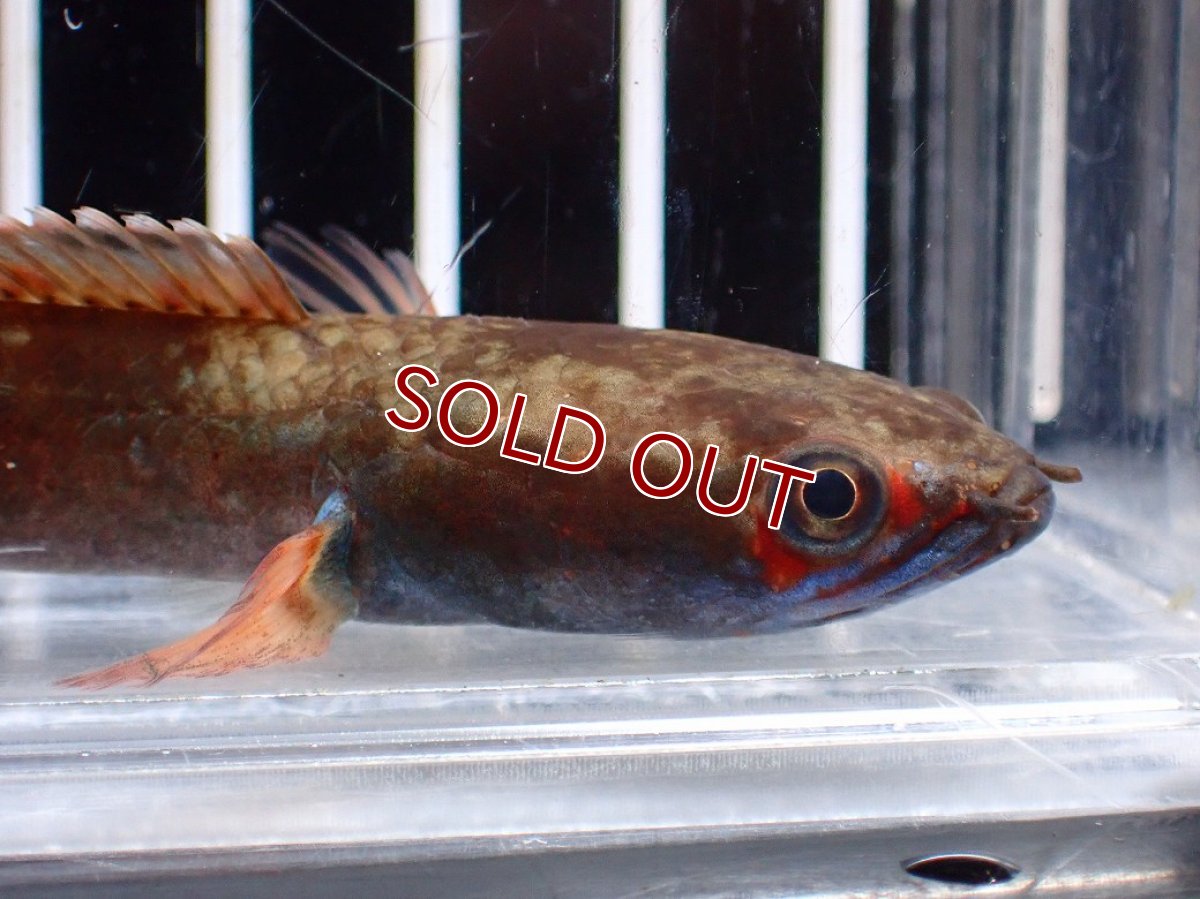 画像5: 【淡水魚】【通販】No1 アイズファイヤースネークヘッド【個体販売】(±9cm)(大型魚・スネークヘッド)(生体)(熱帯魚)NKO (5)