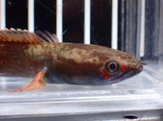 画像5: 【淡水魚】【通販】No1 アイズファイヤースネークヘッド【個体販売】(±9cm)(大型魚・スネークヘッド)(生体)(熱帯魚)NKO (5)