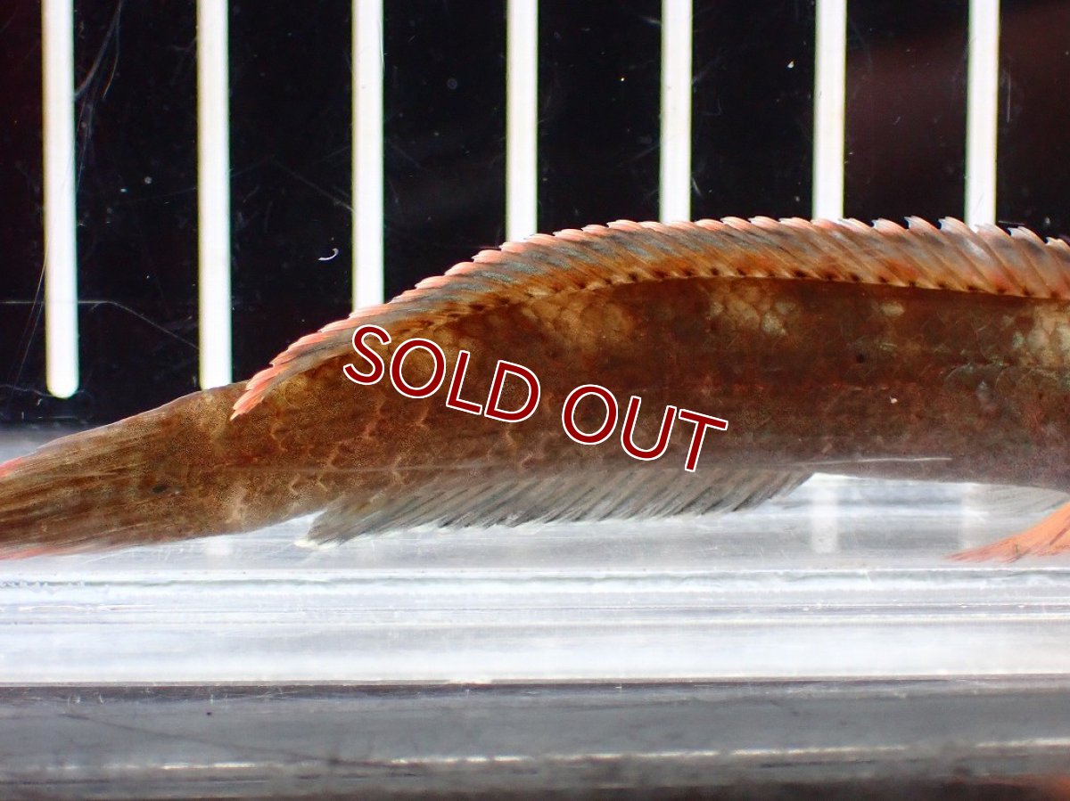 画像6: 【淡水魚】【通販】No1 アイズファイヤースネークヘッド【個体販売】(±9cm)(大型魚・スネークヘッド)(生体)(熱帯魚)NKO (6)