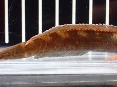 画像6: 【淡水魚】【通販】No1 アイズファイヤースネークヘッド【個体販売】(±9cm)(大型魚・スネークヘッド)(生体)(熱帯魚)NKO (6)
