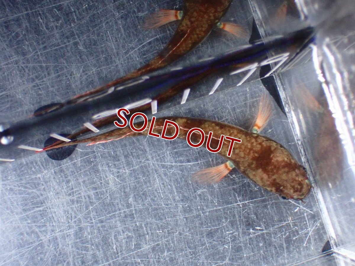 画像7: 【淡水魚】【通販】No1 アイズファイヤースネークヘッド【個体販売】(±9cm)(大型魚・スネークヘッド)(生体)(熱帯魚)NKO (7)