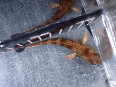 画像7: 【淡水魚】【通販】No1 アイズファイヤースネークヘッド【個体販売】(±9cm)(大型魚・スネークヘッド)(生体)(熱帯魚)NKO (7)