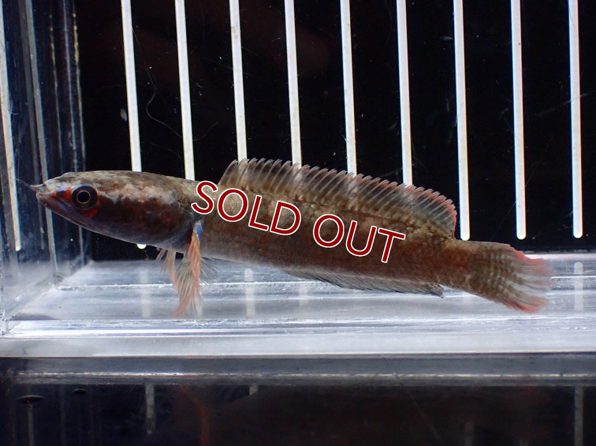 画像1: 【淡水魚】【通販】No2 アイズファイヤースネークヘッド【個体販売】(±9cm)(大型魚・スネークヘッド)(生体)(熱帯魚)NKO (1)