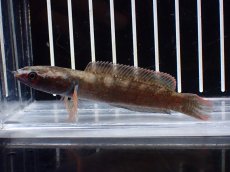 画像1: 【淡水魚】【通販】No2 アイズファイヤースネークヘッド【個体販売】(±9cm)(大型魚・スネークヘッド)(生体)(熱帯魚)NKO (1)