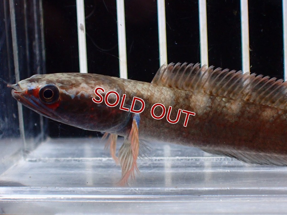 画像2: 【淡水魚】【通販】No2 アイズファイヤースネークヘッド【個体販売】(±9cm)(大型魚・スネークヘッド)(生体)(熱帯魚)NKO (2)