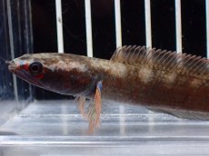 画像2: 【淡水魚】【通販】No2 アイズファイヤースネークヘッド【個体販売】(±9cm)(大型魚・スネークヘッド)(生体)(熱帯魚)NKO (2)