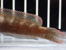 画像3: 【淡水魚】【通販】No2 アイズファイヤースネークヘッド【個体販売】(±9cm)(大型魚・スネークヘッド)(生体)(熱帯魚)NKO (3)