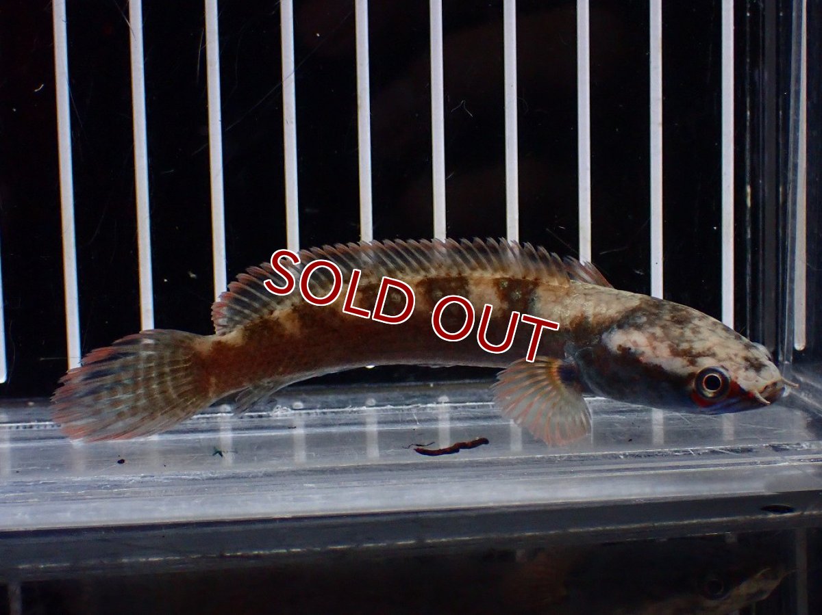 画像4: 【淡水魚】【通販】No2 アイズファイヤースネークヘッド【個体販売】(±9cm)(大型魚・スネークヘッド)(生体)(熱帯魚)NKO (4)