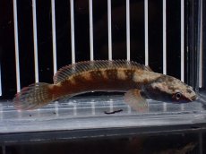 画像4: 【淡水魚】【通販】No2 アイズファイヤースネークヘッド【個体販売】(±9cm)(大型魚・スネークヘッド)(生体)(熱帯魚)NKO (4)