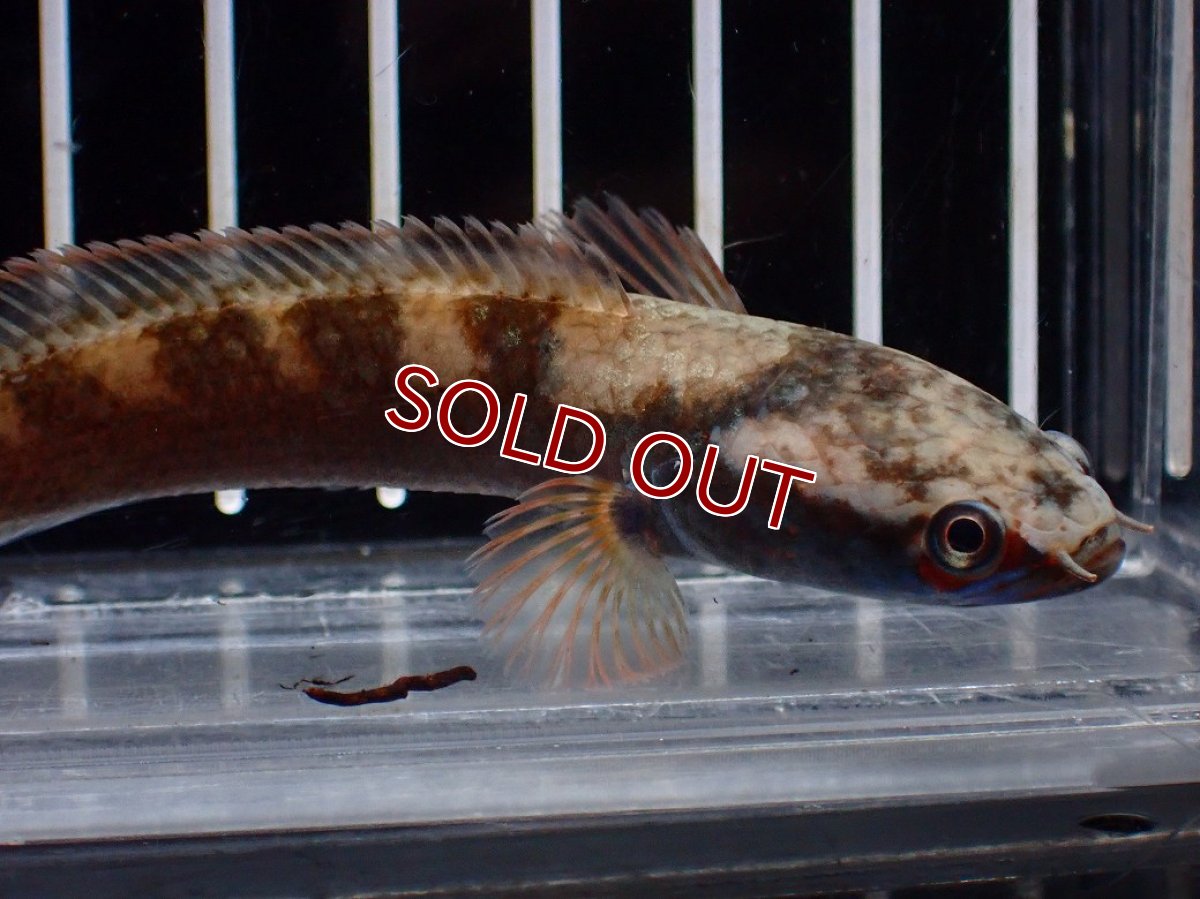 画像5: 【淡水魚】【通販】No2 アイズファイヤースネークヘッド【個体販売】(±9cm)(大型魚・スネークヘッド)(生体)(熱帯魚)NKO (5)