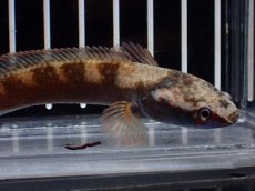画像5: 【淡水魚】【通販】No2 アイズファイヤースネークヘッド【個体販売】(±9cm)(大型魚・スネークヘッド)(生体)(熱帯魚)NKO (5)
