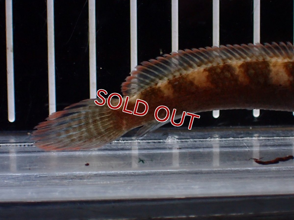 画像6: 【淡水魚】【通販】No2 アイズファイヤースネークヘッド【個体販売】(±9cm)(大型魚・スネークヘッド)(生体)(熱帯魚)NKO (6)