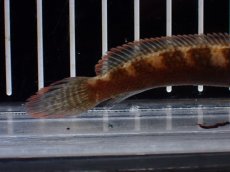 画像6: 【淡水魚】【通販】No2 アイズファイヤースネークヘッド【個体販売】(±9cm)(大型魚・スネークヘッド)(生体)(熱帯魚)NKO (6)