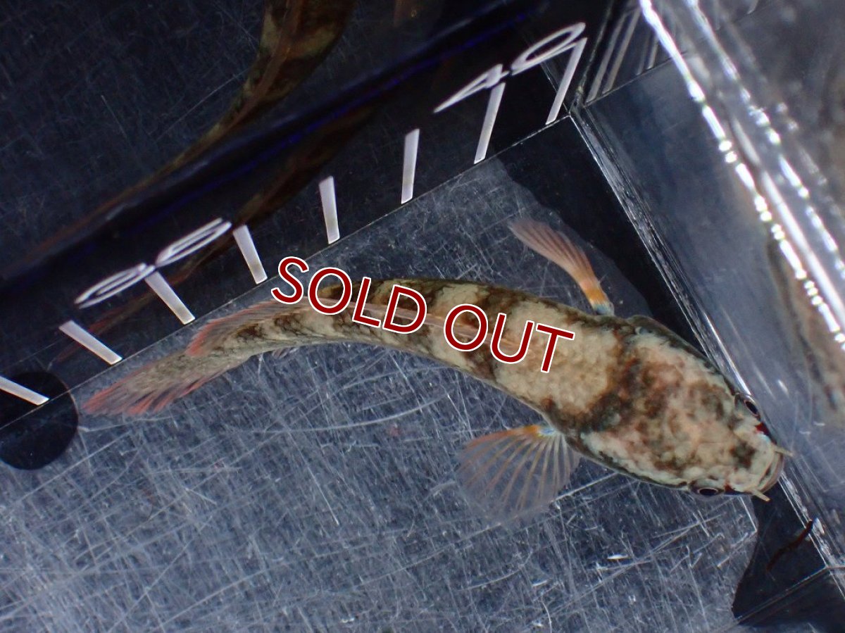 画像7: 【淡水魚】【通販】No2 アイズファイヤースネークヘッド【個体販売】(±9cm)(大型魚・スネークヘッド)(生体)(熱帯魚)NKO (7)