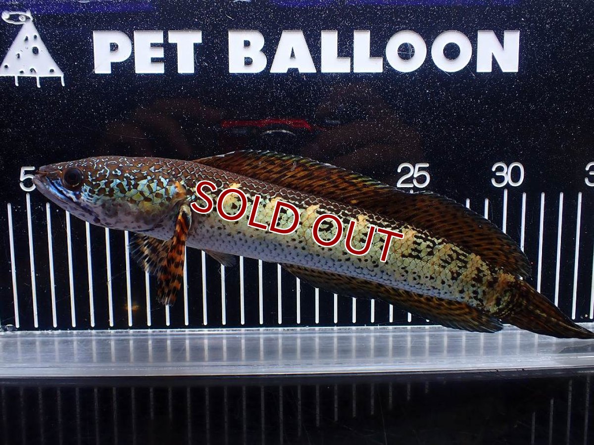 画像1: 【淡水魚】【通販】激安 美個体 大きめ バイオレットスネークヘッド【１匹 サンプル画像】(±26cm)(大型魚・スネークヘッド)(生体)(熱帯魚)NKO (1)