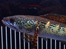 画像2: 【淡水魚】【通販】激安 美個体 大きめ バイオレットスネークヘッド【個体販売】(±27cm)(大型魚・スネークヘッド)(生体)(熱帯魚)NKO (2)