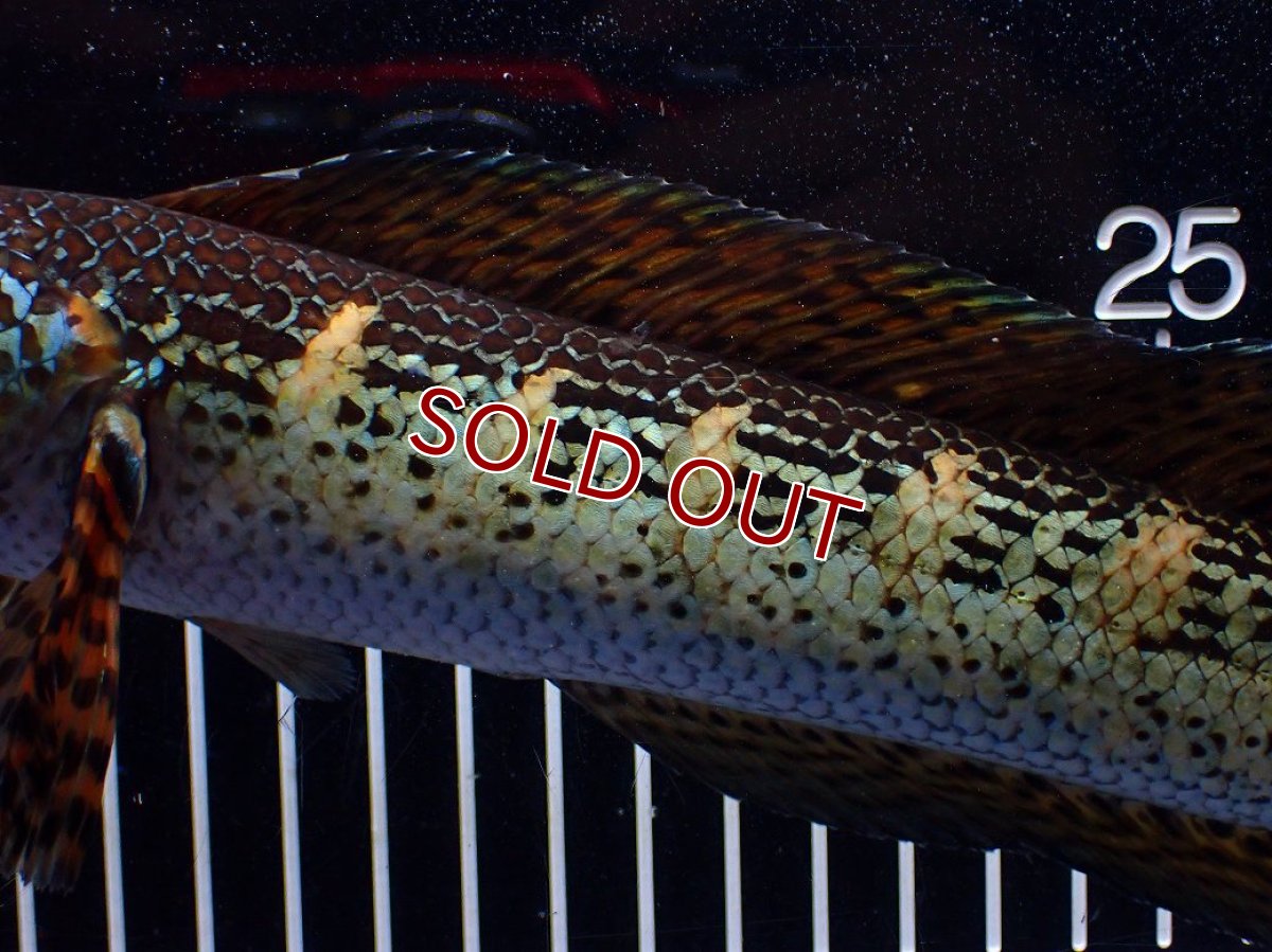 画像3: 【淡水魚】【通販】激安 美個体 大きめ バイオレットスネークヘッド【１匹 サンプル画像】(±26cm)(大型魚・スネークヘッド)(生体)(熱帯魚)NKO (3)