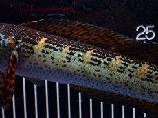 画像3: 【淡水魚】【通販】激安 美個体 大きめ バイオレットスネークヘッド【個体販売】(±27cm)(大型魚・スネークヘッド)(生体)(熱帯魚)NKO (3)