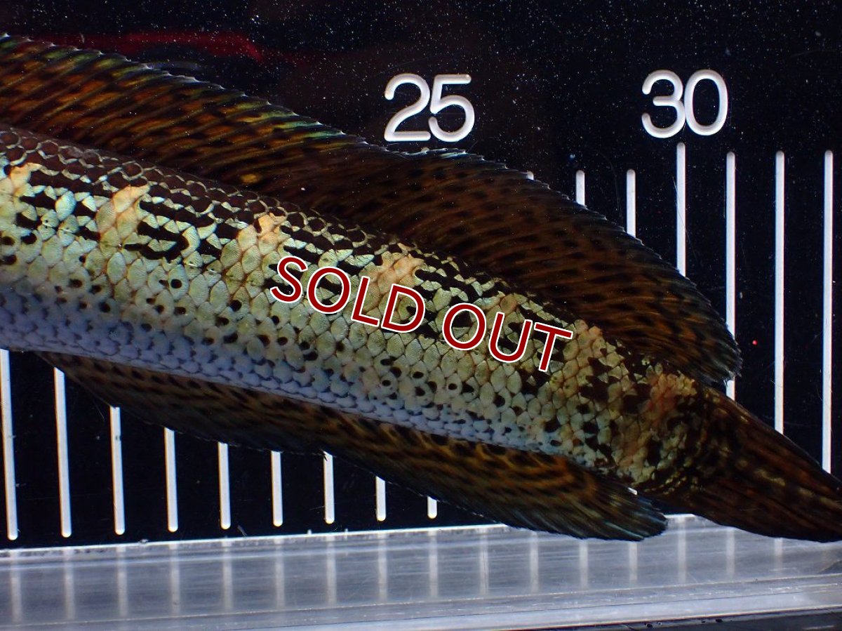 画像4: 【淡水魚】【通販】激安 美個体 大きめ バイオレットスネークヘッド【１匹 サンプル画像】(±26cm)(大型魚・スネークヘッド)(生体)(熱帯魚)NKO (4)