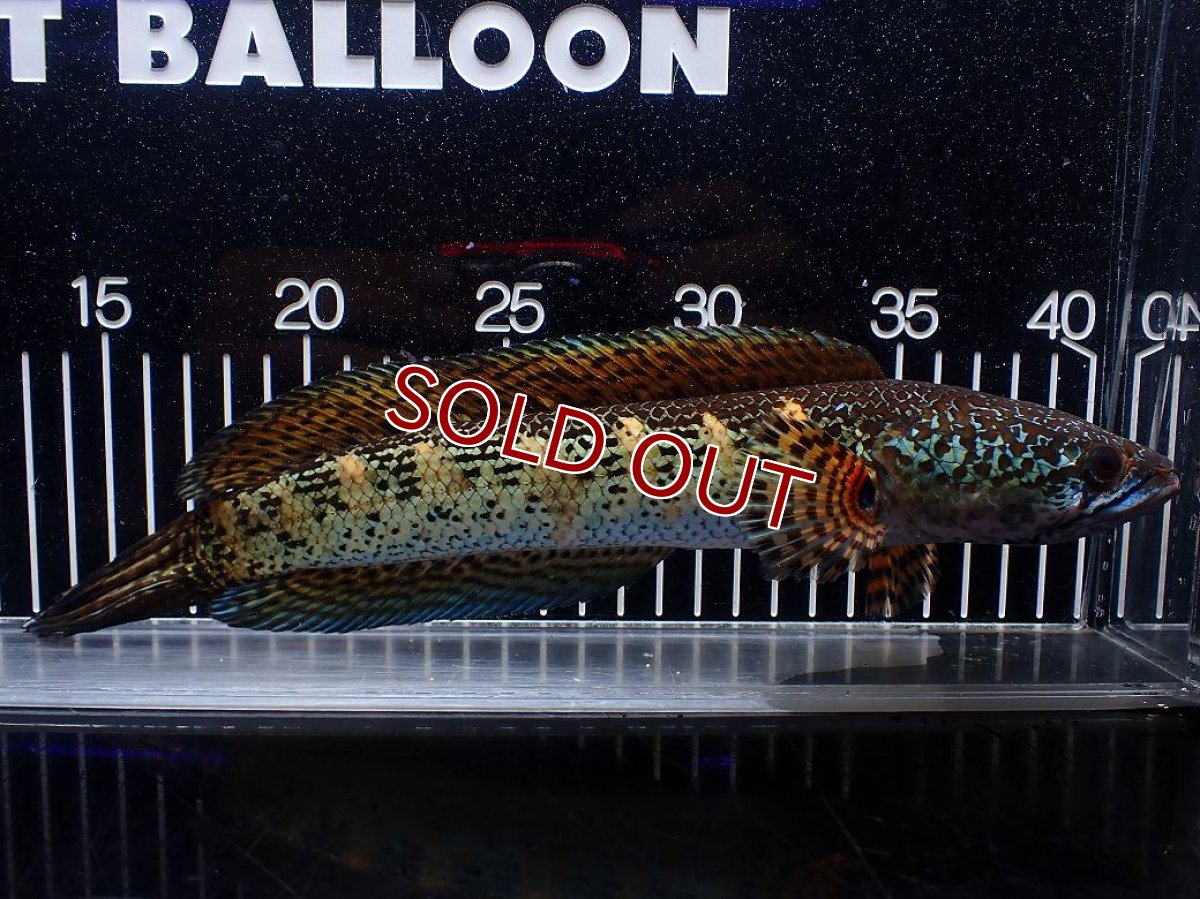 画像5: 【淡水魚】【通販】激安 美個体 大きめ バイオレットスネークヘッド【１匹 サンプル画像】(±26cm)(大型魚・スネークヘッド)(生体)(熱帯魚)NKO (5)