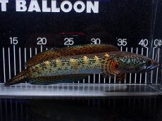 画像5: 【淡水魚】【通販】激安 美個体 大きめ バイオレットスネークヘッド【個体販売】(±27cm)(大型魚・スネークヘッド)(生体)(熱帯魚)NKO (5)