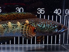 画像6: 【淡水魚】【通販】激安 美個体 大きめ バイオレットスネークヘッド【個体販売】(±27cm)(大型魚・スネークヘッド)(生体)(熱帯魚)NKO (6)
